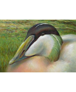 Erik van Ommen, Common eider