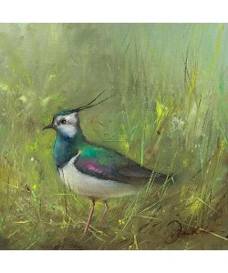 Jan Kooistra, Lapwing