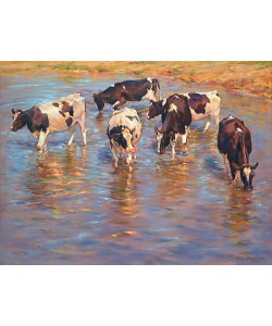 Geke Steenmetz, Cattle cooling down