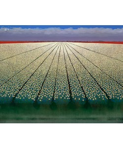 Dubbeldam, White tulipfields