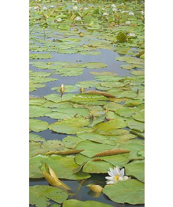 Joke Frima, Water lilies at the Ronde Hoep