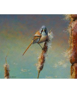 Erik van Ommen, Bearded Reedling