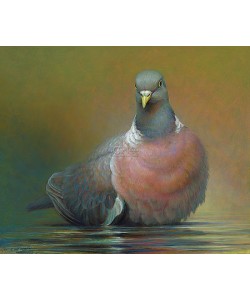 Erik van Ommen, Common Wood Pigeon