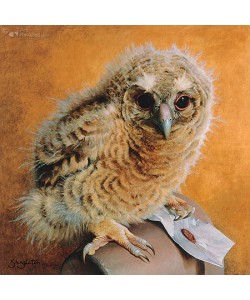 Anne Shingleton, Tawny owl chick
