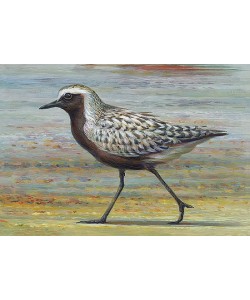 Erik van Ommen, Grey plover