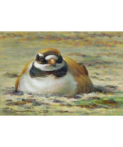 Erik van Ommen, Ringed plover