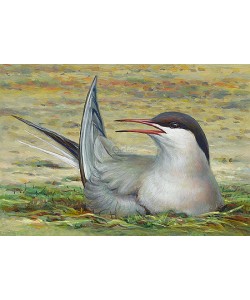 Erik van Ommen, Common tern