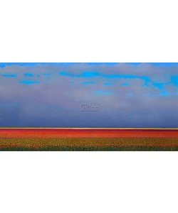 Ton Dubbeldam, Red tulipfields