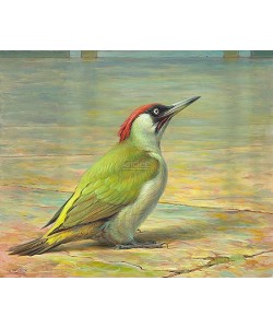 Erik van Ommen, Green woodpecker