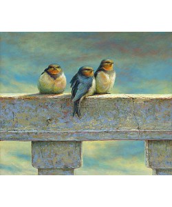 Erik van Ommen, Young Barn Swallows