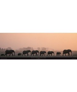 Kunstdruck Michel & Christine Denis-Huot, Troupeau d'éléphants - Kenya - Afrique