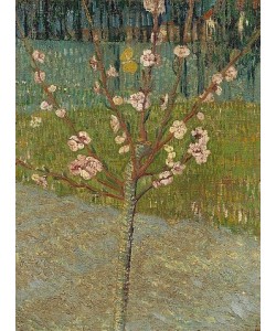 Vincent van Gogh, Blühender Mandelbaum. Arles, 1888.