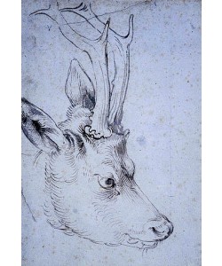 Albrecht Dürer, Kopf eines Rehbock. Um 1503