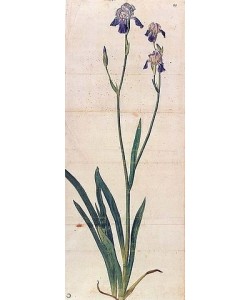 Albrecht Dürer, Blau blühende Schwertlilie - Iris Germanica (Iris Trojana?). Um 1503