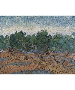 Vincent van Gogh, Olivenhain. 1889