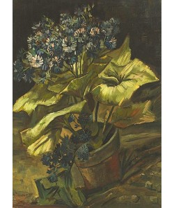 Vincent van Gogh, Zinerarie. 1885