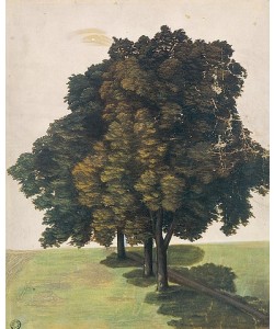 Albrecht Dürer, Drei Lindenbäume auf einer Wiese. Um 1494 (Aufnahme einer Lichtbildreproduktion von ca. 1910)