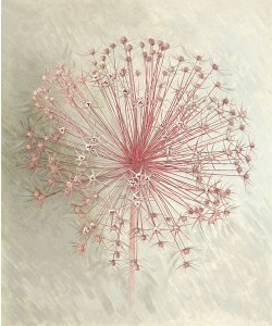 Elisabeth Verdonck, ALLIUM SEEDHEAD I