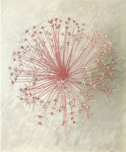 Elisabeth Verdonck, ALLIUM SEEDHEAD II