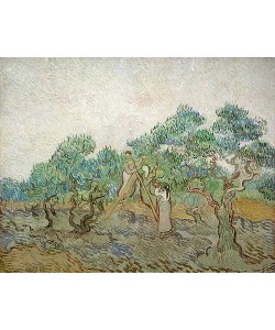 Vincent van Gogh, Der Olivengarten. 1889.