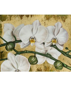 David Sedalia, FLOWERS I