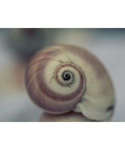 Tracey Telik, MOON SNAIL I