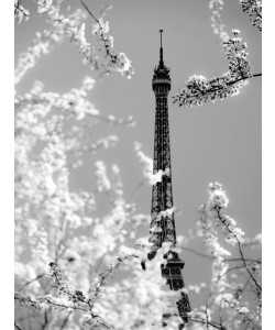 Tracey Telik, SPRING EIFFEL I