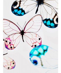Tracey Telik, GLASSWINGS