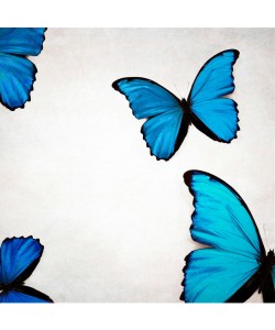 Tracey Telik, BLUE MORPHOS