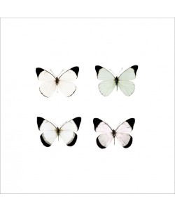 Tracey Telik, PALE BUTTERFLIES I