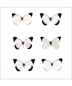 Tracey Telik, PALE BUTTERFLIES II