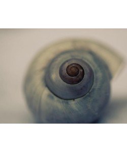 Tracey Telik, MOON SNAIL II