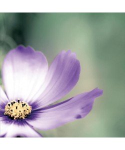 Tracey Telik, LONELY LILAC I