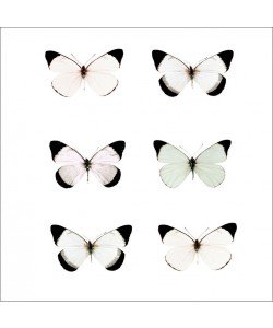 Tracey Telik, PALE BUTTERFLIES II
