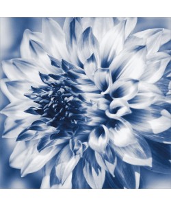 Suzanne Foschino, DAHLIA NAVY I