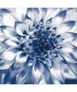 Suzanne Foschino, DAHLIA NAVY II