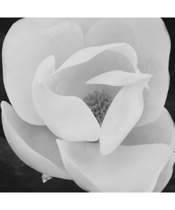 Jace Grey, WHITE BLOOM I