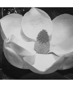 Jace Grey, WHITE BLOOM II