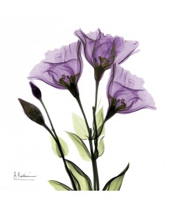 Albert Koetsier, X-RAY PURPLE II