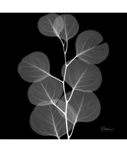 Albert Koetsier, BLACK + WHITE LEAVES II