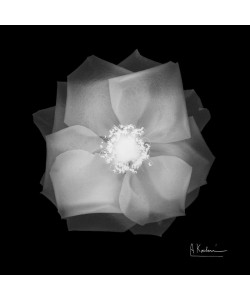 Albert Koetsier, BLACK + WHITE FLOWER II