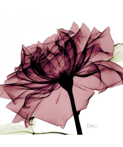 Albert Koetsier, X-RAY FLOWER I