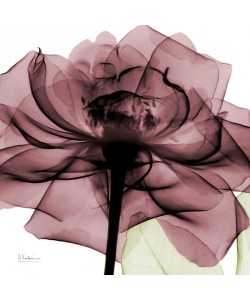 Albert Koetsier, X-RAY FLOWER II