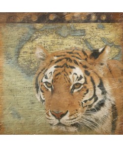 Jace Grey, MAP WITH TIGER I