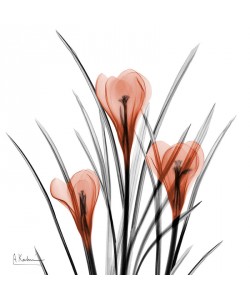 Albert Koetsier, CROCUS ORANGE II