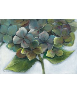 Rian Withaar, HYDRANGEA II