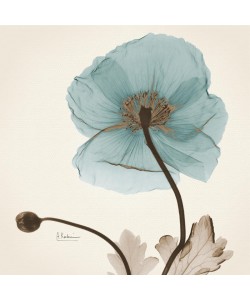 Albert Koetsier, POPPY IN BLUE