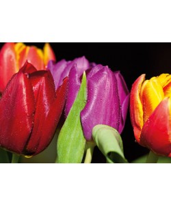 Sibylle Witt, TULIPS ON BLACK