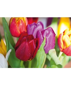 Sibylle Witt, NATURAL TULIPS