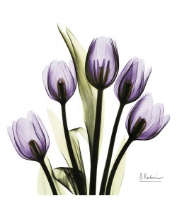 Albert Koetsier, X-RAY PURPLE I